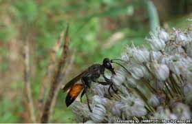 Attēlu rezultāti vaicājumam “Ammophila sp.”
