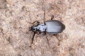 Attēlu rezultāti vaicājumam “Limodromus assimilis”