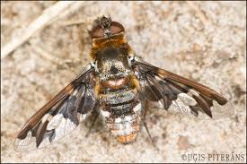 Attēlu rezultāti vaicājumam “Exoprosopa capucina”