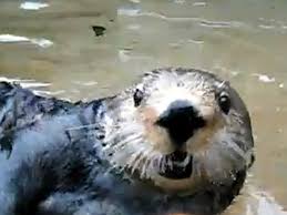 Image result for Eltham Otters