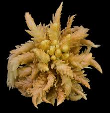 Attēlu rezultāti vaicājumam “Sphagnum centrale”