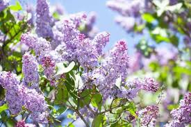 Attēlu rezultāti vaicājumam “Syringa vulgaris”