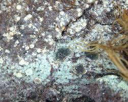 Attēlu rezultāti vaicājumam “Trapeliopsis granulosa”