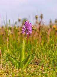 Attēlu rezultāti vaicājumam “Orchis militaris”