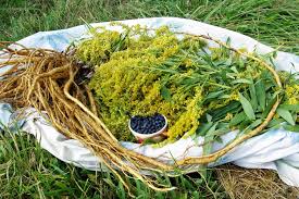 Attēlu rezultāti vaicājumam “Solidago virgaurea bud”