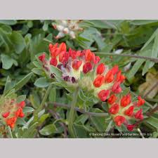 Image result for Anthyllis vulneraria