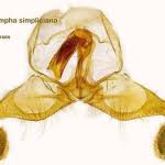 Attēlu rezultāti vaicājumam “Dichrorampha simpliciana”