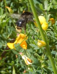 Attēlu rezultāti vaicājumam “Psithyrus sylvestris”