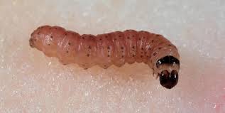 Attēlu rezultāti vaicājumam “Cydia pomonella”