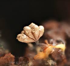 Attēlu rezultāti vaicājumam “Stemonitopsis aequalis var. microspora”