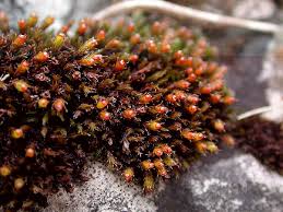 Attēlu rezultāti vaicājumam “Schistidium apocarpum”