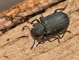 Attēlu rezultāti vaicājumam “Bolitophagus reticulatus”