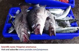 Image result for Polyprion americanus