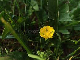 Attēlu rezultāti vaicājumam “Ranunculus polyanthemos”