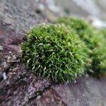 Attēlu rezultāti vaicājumam “Campylopus introflexus”