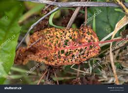Attēlu rezultāti vaicājumam “Rumex obtusifolius fruit”