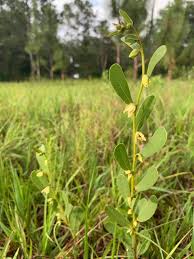 Attēlu rezultāti vaicājumam “Oenothera rubricauli leaf”