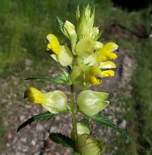 Attēlu rezultāti vaicājumam “Rhinanthus serotinus fruit”