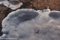 Attēlu rezultāti vaicājumam “Skeletocutis nivea”