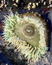 Image result for Anemonenarten