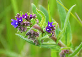 Attēlu rezultāti vaicājumam “Anchusa arvensis”