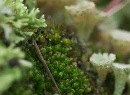 Attēlu rezultāti vaicājumam “Lophozia excisa”