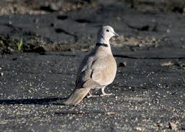 Attēlu rezultāti vaicājumam “Streptopelia decaocto”