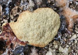 Attēlu rezultāti vaicājumam “Physaraceae”