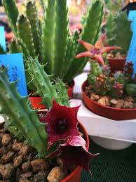 Attēlu rezultāti vaicājumam “Asclepiadaceae”