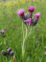 Attēlu rezultāti vaicājumam “Serratula tinctoria flower”