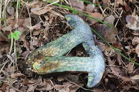 Attēlu rezultāti vaicājumam “Sutorius luridiformis”