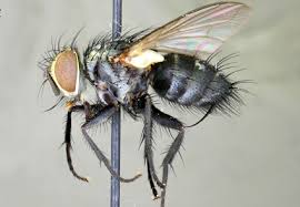 Attēlu rezultāti vaicājumam “Tachinidae”