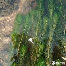 「金魚藻」的圖片搜尋結果