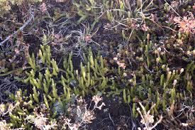 Attēlu rezultāti vaicājumam “Lycopodium dubium”