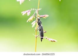 Attēlu rezultāti vaicājumam “Cidnopus aeruginosus”