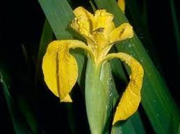 Attēlu rezultāti vaicājumam “Iris pseudacorus”