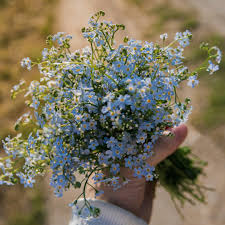 Attēlu rezultāti vaicājumam “Myosotis”