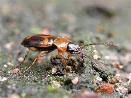 Attēlu rezultāti vaicājumam “Badister bullatus”