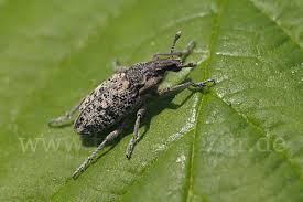 Attēlu rezultāti vaicājumam “Cleonis pigra”