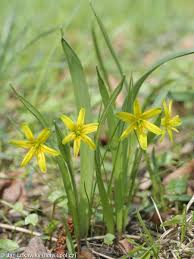 Attēlu rezultāti vaicājumam “Gagea lutea leaf”
