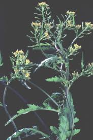 Attēlu rezultāti vaicājumam “Rorippa palustris leaf”