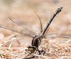 Attēlu rezultāti vaicājumam “Onychogomphus forcipatus”