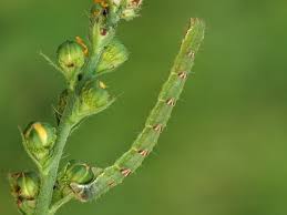 Attēlu rezultāti vaicājumam “Mesoleuca albicillata”