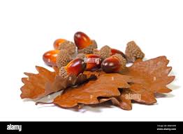 Attēlu rezultāti vaicājumam “Quercus robur fruit”