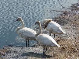 Attēlu rezultāti vaicājumam “Cygnus columbianus adult”