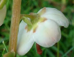 Attēlu rezultāti vaicājumam “Pyrola rotundifolia flower”