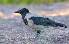 Attēlu rezultāti vaicājumam “Corvus cornix adult”