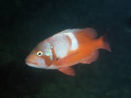 Image result for Chrysoblephus laticeps