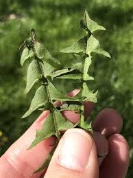 Attēlu rezultāti vaicājumam “Taraxacum suecicum”