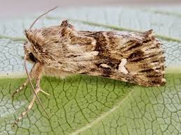 Attēlu rezultāti vaicājumam “Calophasia lunula”